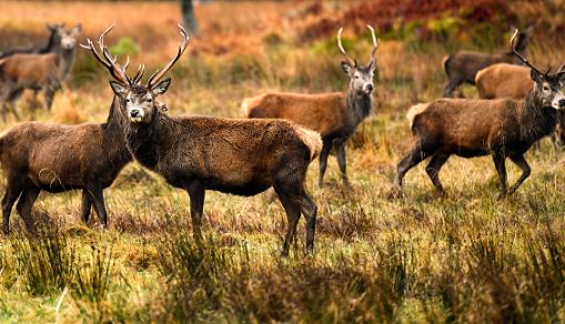Red deer