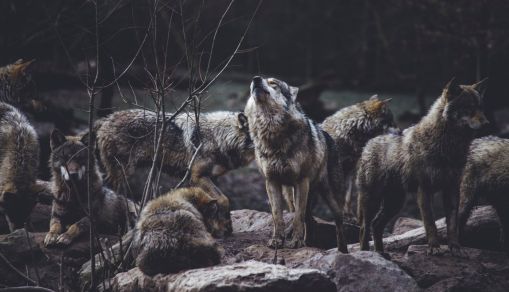 Wolf Pack on Rock Formation
