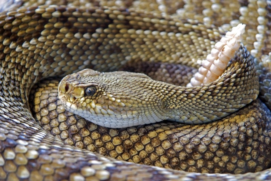 Rattlesnake Attacks Man