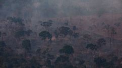 Transformation of amazon rainforest due to climate change and deforestation