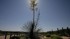 Border Patrol Agents Monitor US-Mexico Border