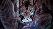Copperhead Snake