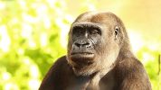 Taronga Zoo Welcomes Baby Gorilla