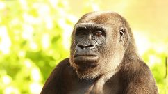 Taronga Zoo Welcomes Baby Gorilla