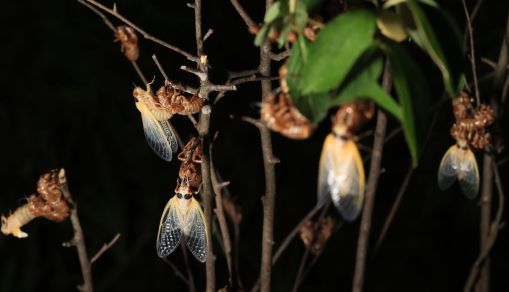 Brood X Cicadas Emerge After 17 Years Underground
