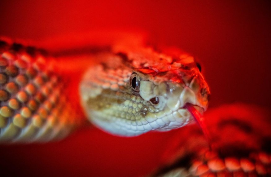 NICARAGUA-SNAKES-PHOTOGRAPHY