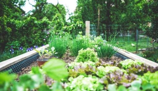 How To Start A Backyard Farm In 5 Easy Steps