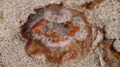Lion's Mane Jellyfish