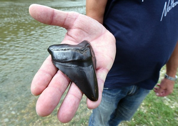 Megalodon Teeth