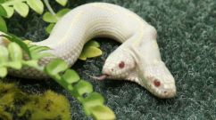 Two-headed snake on display at Ukrainian zoo