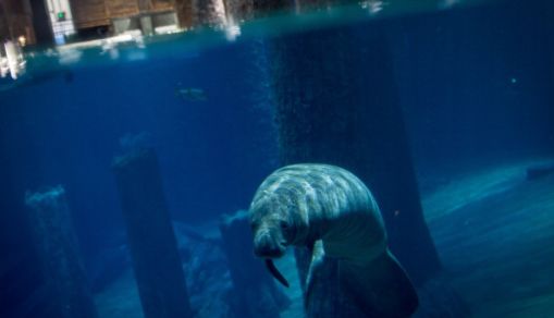 Manatee