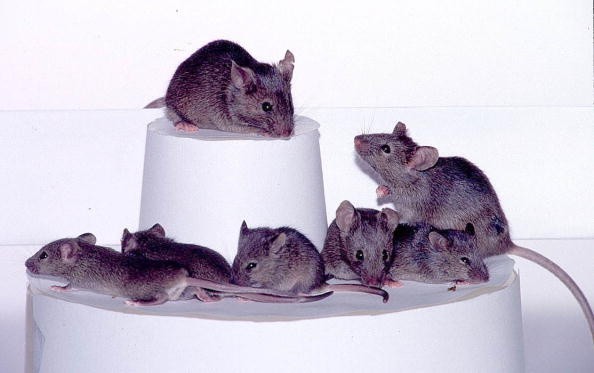 Mice
