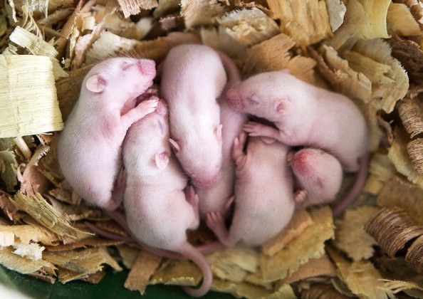 Mice