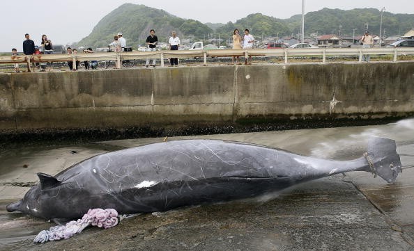 Beaked whale