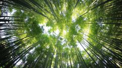Bamboo leaf canopy