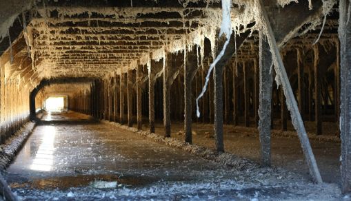 Death Trap: Poisonous Gases Killed 3 Brothers Working in a Manure Pit in Ohio