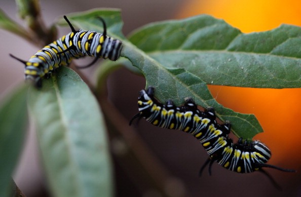 Caterpillars