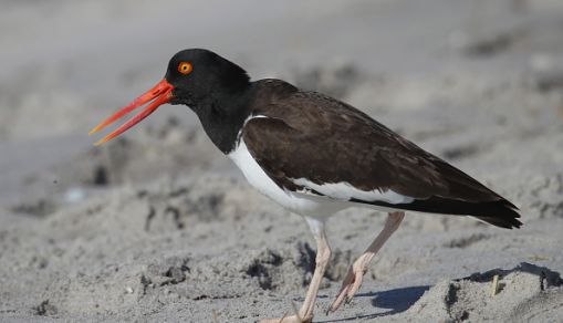 Beak of birds can be useful in dissipating too much body heat