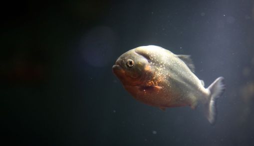 FRANCE-ANIMALS-AQUARIUM-NATURE-SEA-FEATURE