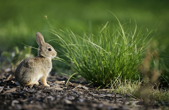 Rabbit