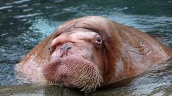 WALRUS