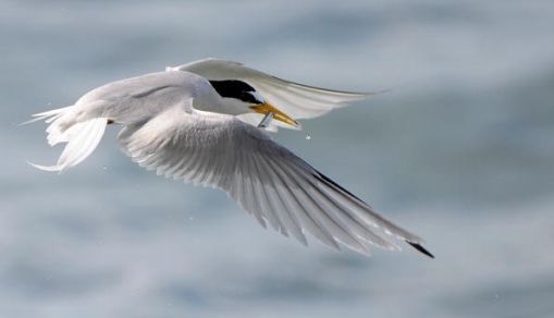 Roseate Tern