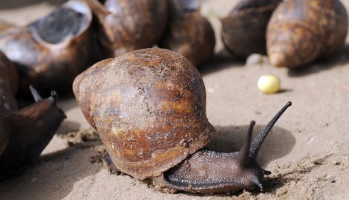 Giant snails