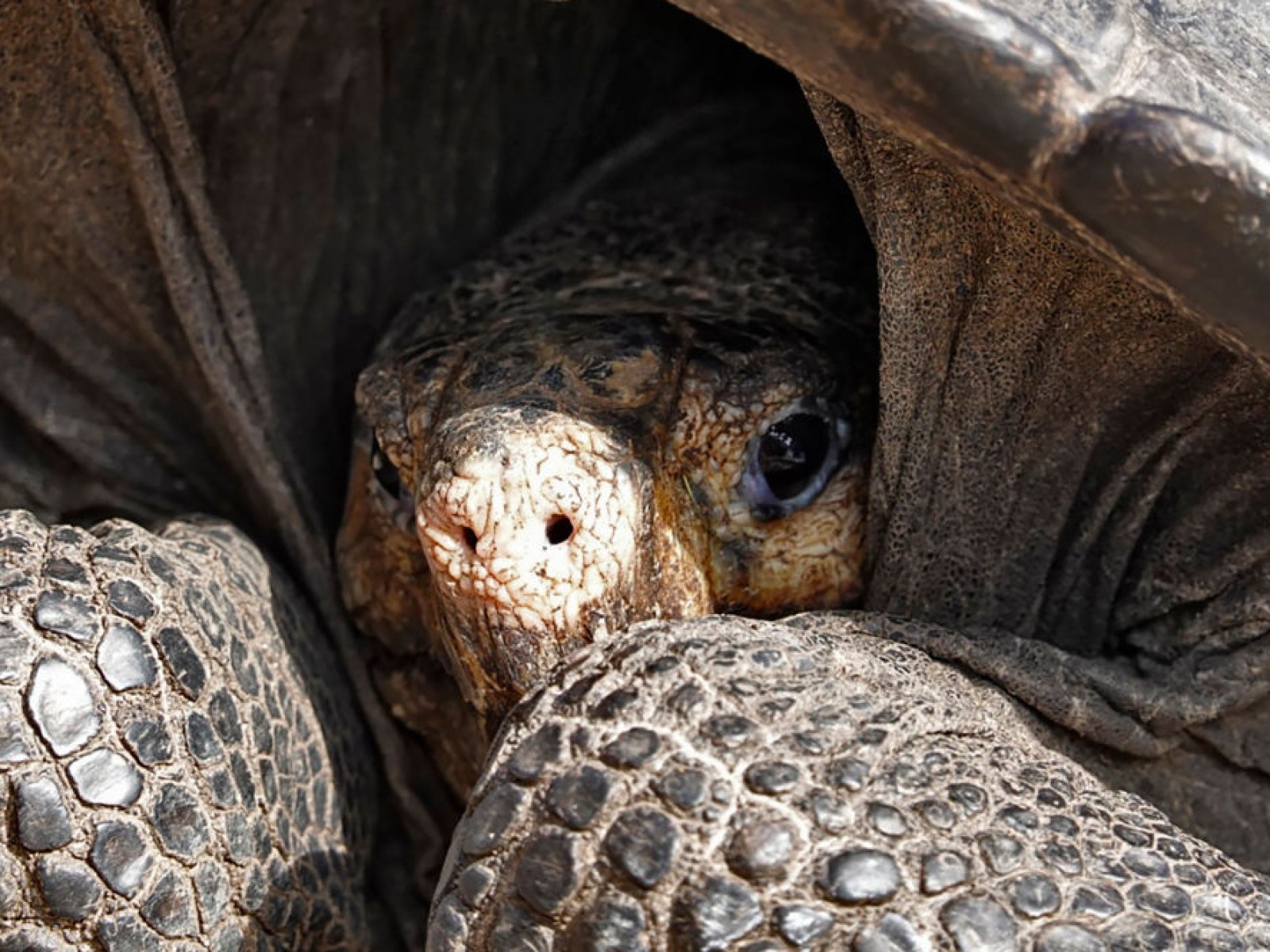 TOPSHOT-ECUADOR-GALAPAGOS-TORTOISE-DISCOVERY