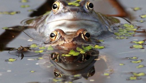 GERMANY-ANIMALS-MOOR FROG