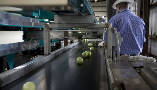 The FDA Focuses On Florida And Mexico In Tomato Salmonella Investigation