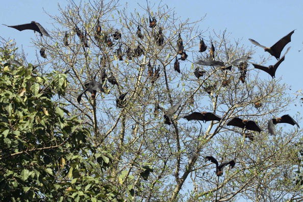 Bats