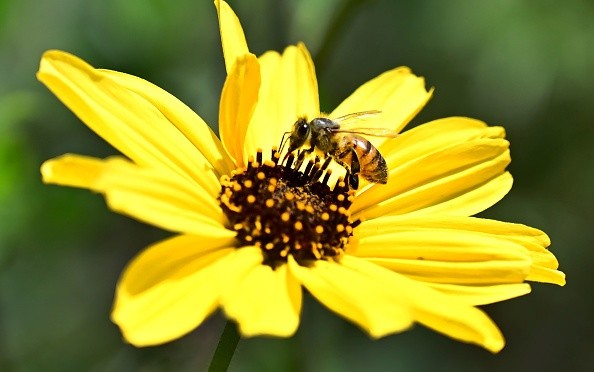 Bee