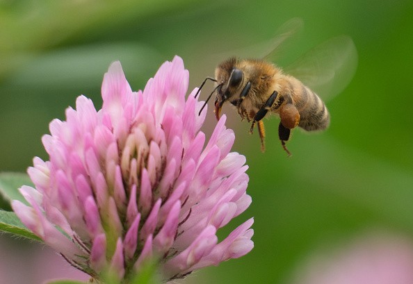 Bee