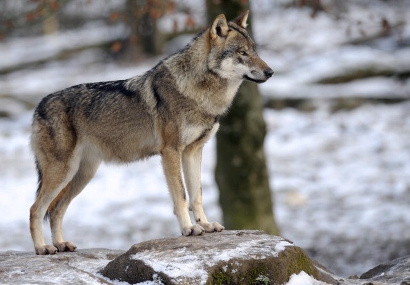 Wolf