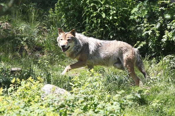 Wolf