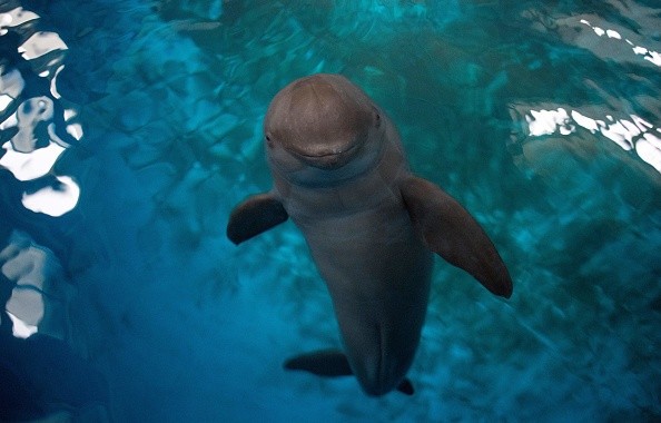 Aquatic creature