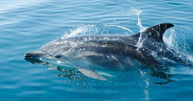 Dolphin