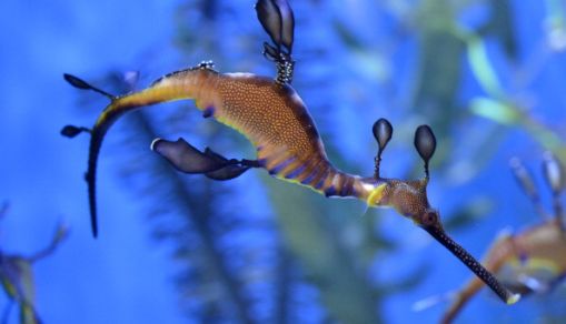 Sea Dragon