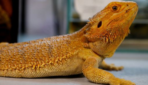 Bearded dragon