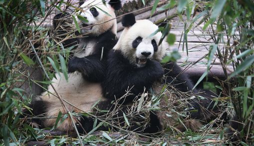 Giant Pandas eating bamboo