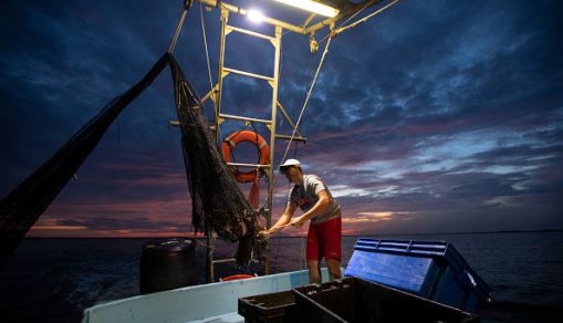 Shrimper emptying a net of shrimp and bycatch