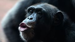 Chimpanzee