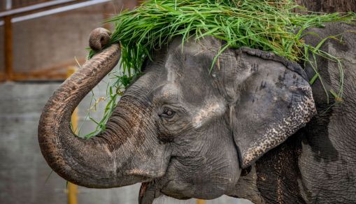 Children And Youths Receive Vaccinations At Zoo