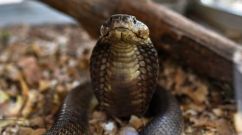 KENYA-HEALTH-ANIMAL-SNAKE