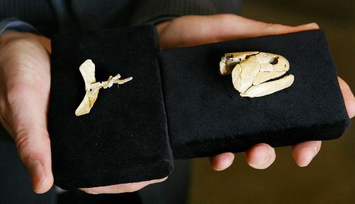 Dr John Long, Head of Sciences at Museum