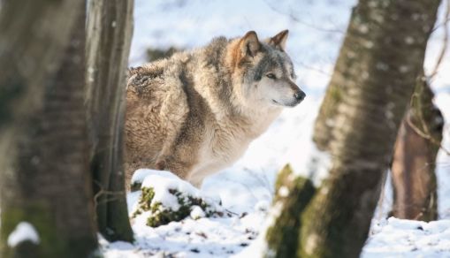 BELGIUM-NATURE-WEATHER-PARK-HEALTH-VIRUS