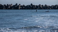 Large number of pyrosomes was spotted at Oregon coast because of the storms in south pacific ocean