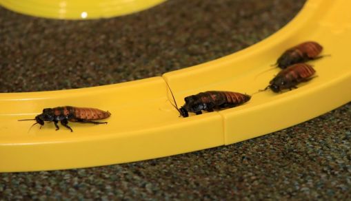 Kentucky Teacher Holds Her Annual "Run For The Roaches" Race For Remote Class