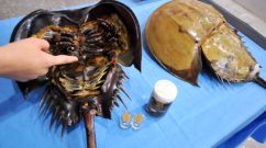 TAIWAN-HEALTH-SCIENCE-ANIMALS-MEDICINE