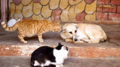 SYRIA-CONFLICT-IDLIB-ANIMAL-SHELTER